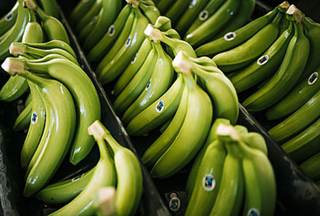 Netto listet FairtradeBananen aus ‹ Fruchtportal
